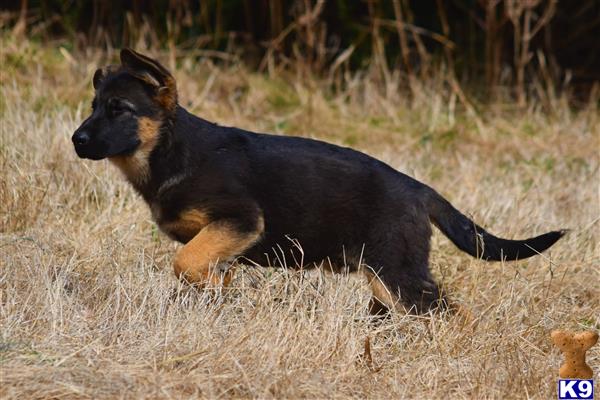 blueridgelanegsd Picture 3
